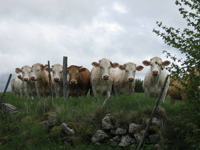 Cows in L'Auvergne region