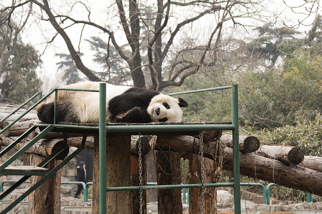 Panda alert, Beijing Zoo